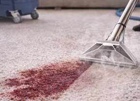 professional_carpet_care_near_me